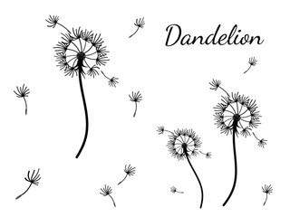 Dandelion_background3-48.eps