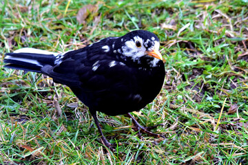 Amselmännchen mit weißen Flecken (leuzistisch)