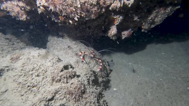 4k video of a Banded Boxer Shrimp (Stenopus hispidus) in Florida, USA