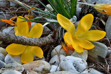Gelbe Krokusblüten (Nahaufnahme)