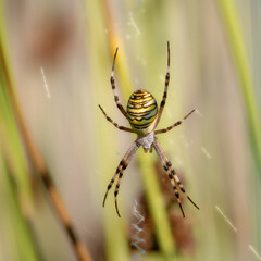 Wasp spider sitting in its web among reeds
