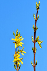 Offene und auch noch geschlossene gelbe Blüten auf den Forsythienzweigen vor blauem Himmel
