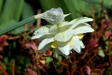 Eine weiß-gelbe Narzissenblüte mit Wassertropfen verziert (Makro)