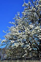 Ein alter Birnbaum in Vollblüte vor blauem Himmel