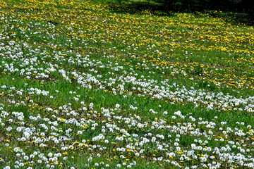 Blumenwiese mit weißen Pusteblumen und gelbem Löwenzahn - obrazy, fototapety, plakaty