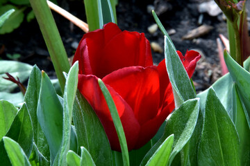 Eine rote Tulpenblüte (Großaufnahme)