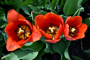 Orange Tulpen mit gelbem Blütenkelch (Nahaufnahme)