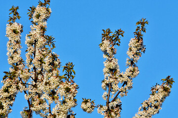 Durch das Licht der untergehenden Abendsonne erscheinen die Blüten eines Kirschbaumes leicht rötlich