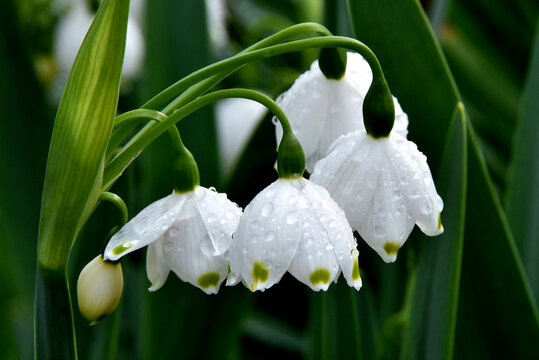 Nasse Fr&uuml;hlingsknotenblumen (Gro&szlig;aufnahme)