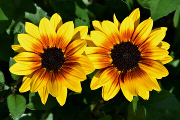 Zwei Sonnenblumen mit dunklem Blütenstempel und Samenkernen in Großaufnahme