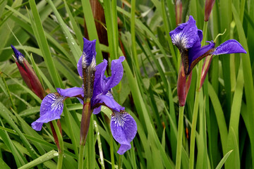 Schwertlilien violett (Iris)