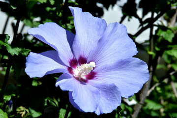 Lila Hibiskusblüte mit weißem Blütenstengel in Großaufnahme © Anton Faustmann