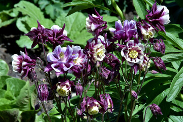 Viele violette Akeleiblüten