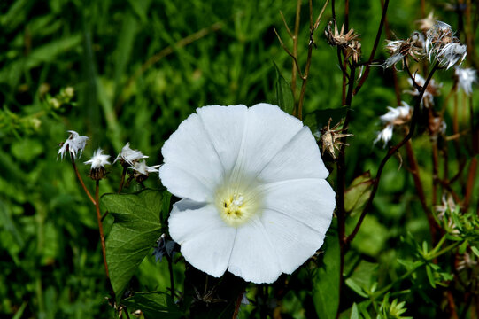 Eine wei&szlig;e Bl&uuml;te einer Winde (Gro&szlig;aufnahme)