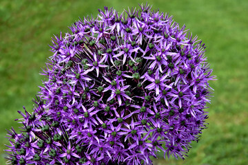 Zierlauch (violett) in voller Größe und Blüte - obrazy, fototapety, plakaty