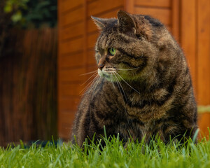 Chubby tabby cat sitting on a lawn in front of a wooden garden shed