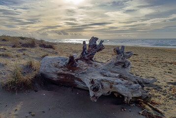 Seascape with beached timber in the foreground on the beach at Marina di Castagneto Carducci Tuscany Italy