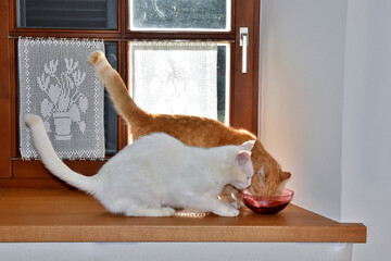 Dem weißen Kater (Merlin) bleibt nur das Zusehen beim Fressen vom roten Kater (Garfield) im Haus...