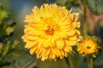 Two bright yellow dahlias, one big, one small