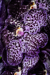 dark chocolate beautiful orchida