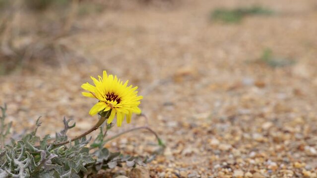 Flor cerraja borde solitaria al viento