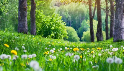 Obraz premium spring in the forest