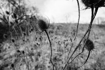 A black and white image of a closeup of a teasel plant in a field - obrazy, fototapety, plakaty