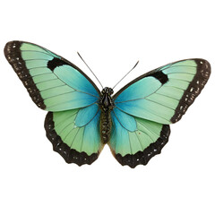 Cute Blue and green mixed Color Butterfly Generative AI