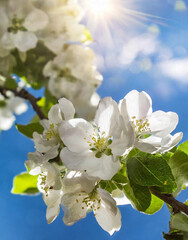 Close-up of apple tree with flowering branch with blue sky.