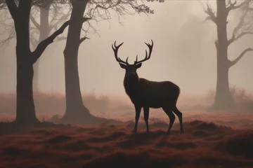 Foto auf Glas Red deer stag silhouette in the mist © sofoklis