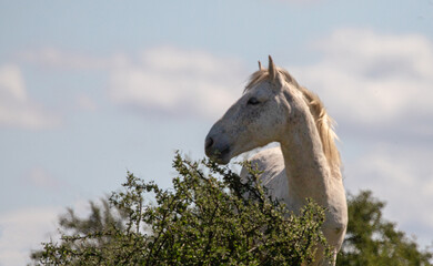 White wild horse stallion feeding on bush in the Salt River wild horse management area near Scottsdale Arizona United States