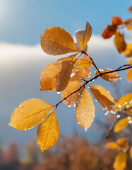 Close up of yellow leaves with water droplets on the branches with blue sky view in autumn