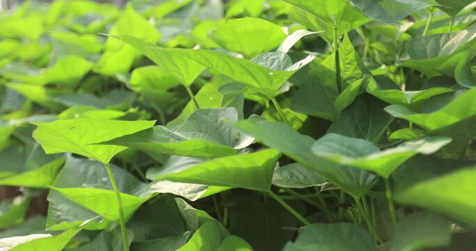 Green sweet potato plants in growth at garden