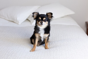 Frontal view of cute tiny tricolor long-haired chihuahua sitting on bed looking intently 