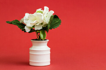 White Flower in White Vase on Red Background, with Copy Space