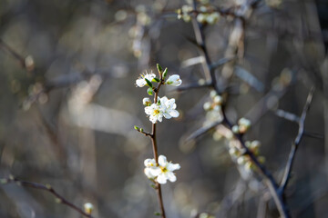 Strauch mit weissen Blumen