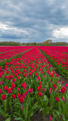 Tulips bloom in a field with thunderclouds on the background, aerial view
