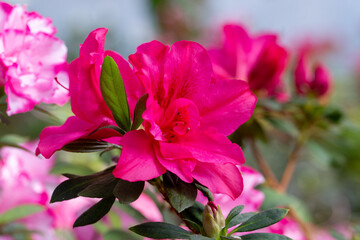 Beautiful bright azalea flowers in a greenhouse. Macro photography.