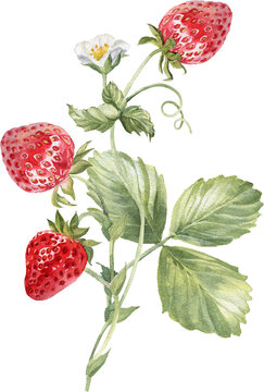 Strawberry watercolor hand painted illustration isolated on transparent background