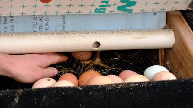 Close up of few cage free eggs in holding bin while helping another freshly laid egg to roll down from hen nest.
