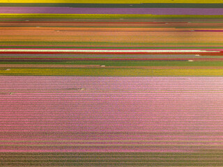 Beautiful colorful tulip fields in spring. Netherlands. Aerial view.
