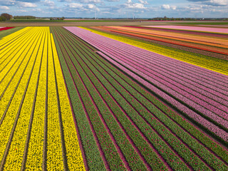 Blossoming tulip fields. Drone, aerial view.
