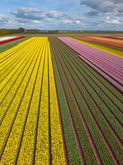 Drone image of tulip field from above,  Netherlands.

