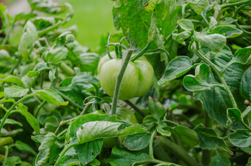 Green tomatoes ripen in the garden