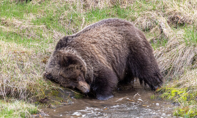 Obraz premium Grizzly Bear in Yellowstone National Park Wyoming in Springtime