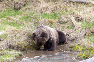 Grizzly Bear in Yellowstone National Park Wyoming in Springtime