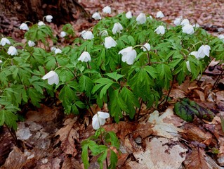 White anemone in spring in the forest. A carpet of white spring forest flowers. Small flowers with green leaves on a ground covered with oak leaves.