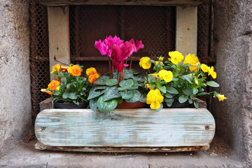 Pansy eyes and Cyclamen in wooden pot 