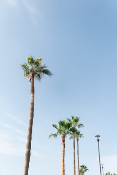 An image of nice green palm trees on blue sunny sky background