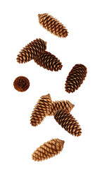 Falling Pine cone isolated on white background, full depth of field